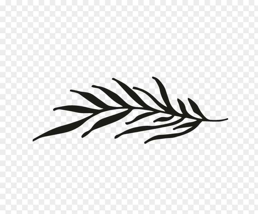 Oakleaf Hydrangea Line White Feather Invertebrate Clip Art PNG