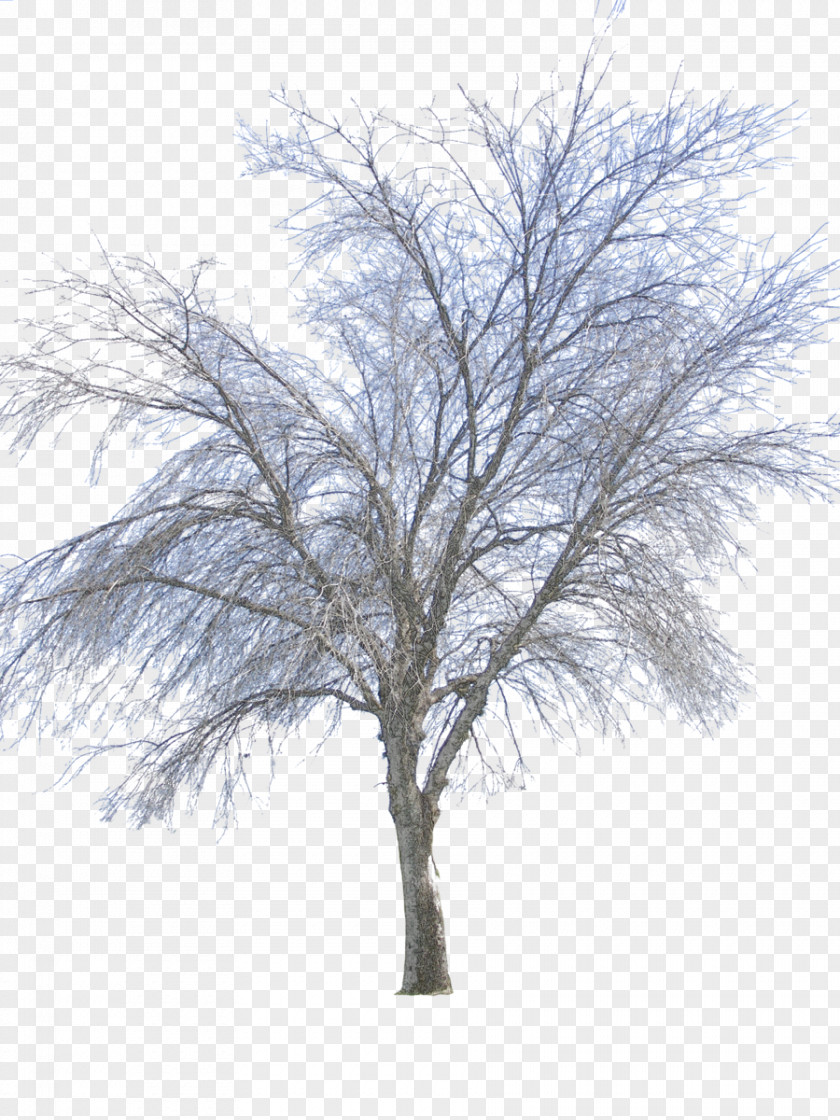 Vector Winter Twig Tree PNG