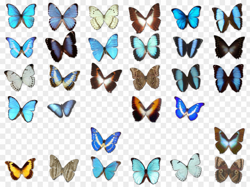 Butterfly Collection Monarch Euclidean Vector Clip Art PNG