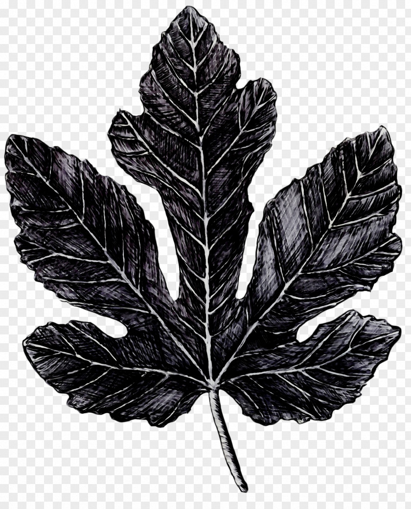 M Leaf Tree Black & White PNG
