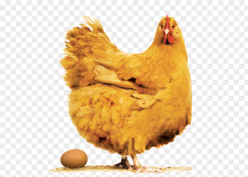 Pet Chick Handbook Of Avian Hybrids The World Scatman 2017 Chicken Jet Life 2016 Tunak Tun PNG
