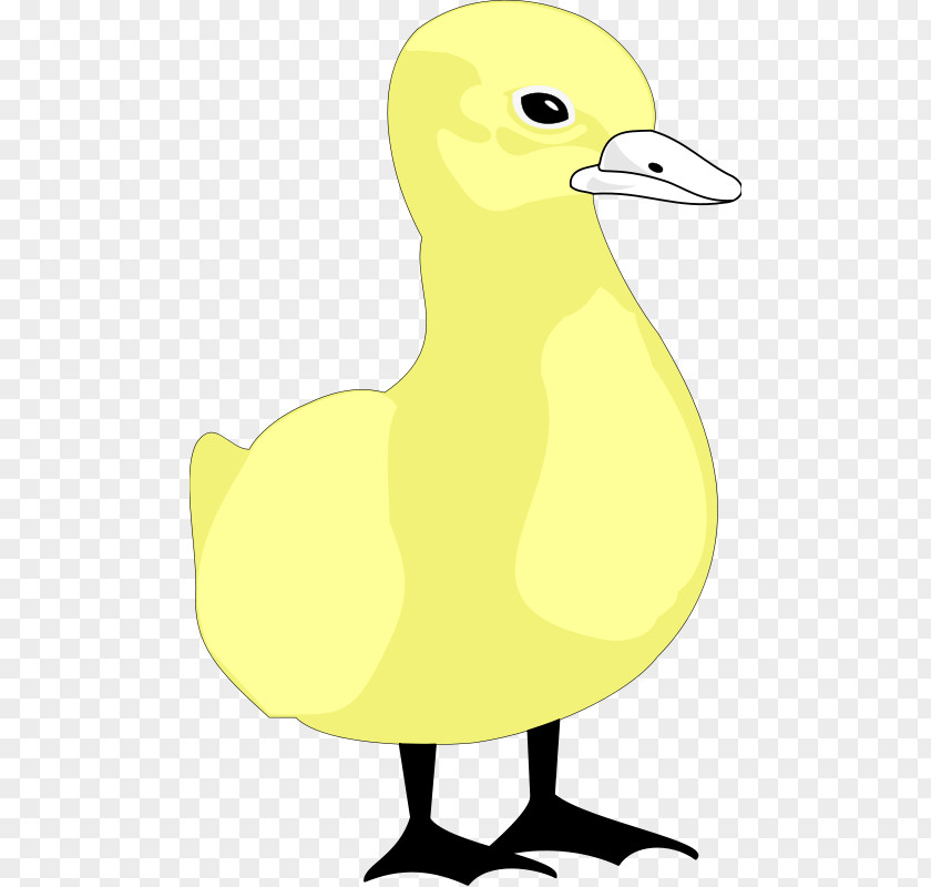 Spot Vector Duck Clip Art Illustration Cartoon Bird PNG