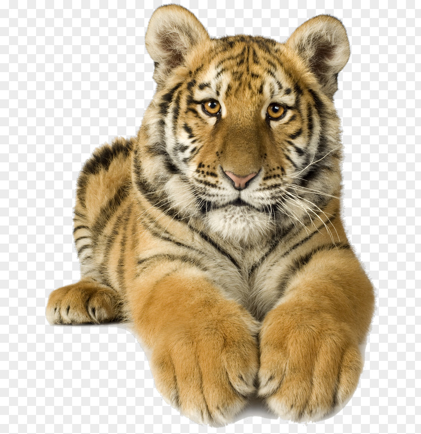Bengal Tiger White Siberian Clip Art PNG