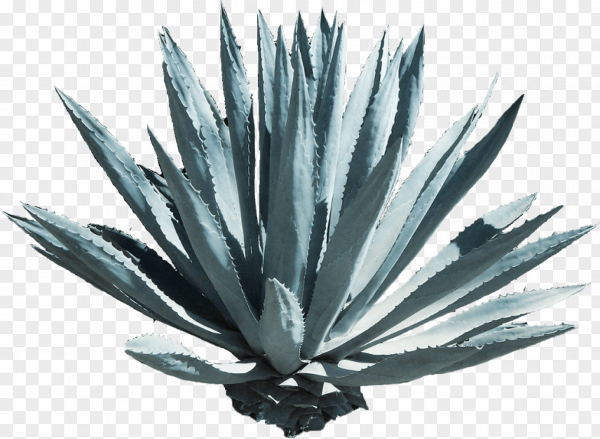 Blue Agave Tequilana Mezcal Liquor Mexican Cuisine PNG