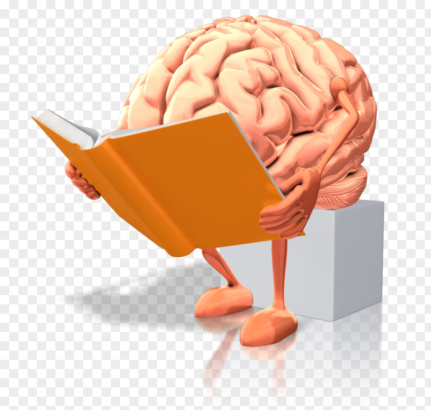 Brain Human Dyslexia Reading Neuroimaging PNG