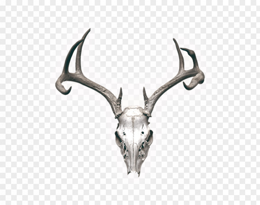 Deer Reindeer Skull Stock Photography Horn PNG