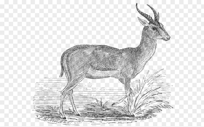 Gazelle Antelope Goitered Impala Thomson's Clip Art PNG