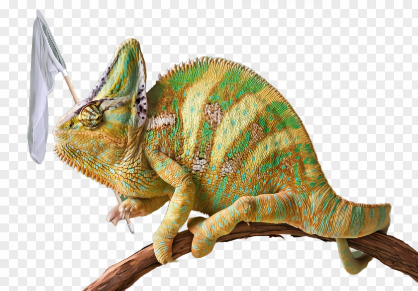 Claw Reptile Dinosaur PNG