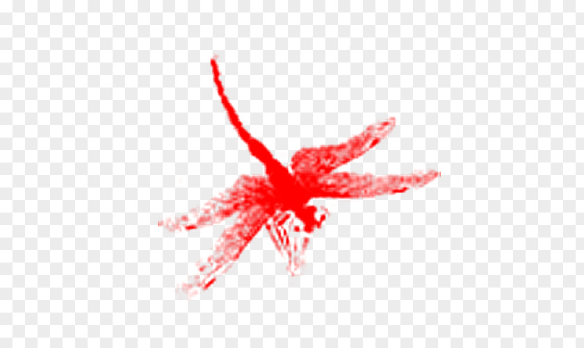 Dragonfly Stock Photos Download PNG