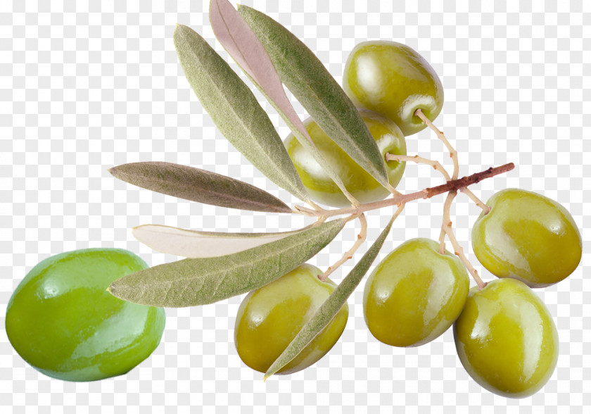 New Year Gift Relatives Olive Oil Leaf Branch PNG