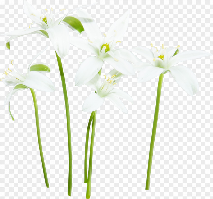 White Flower Fleur Blanche PNG