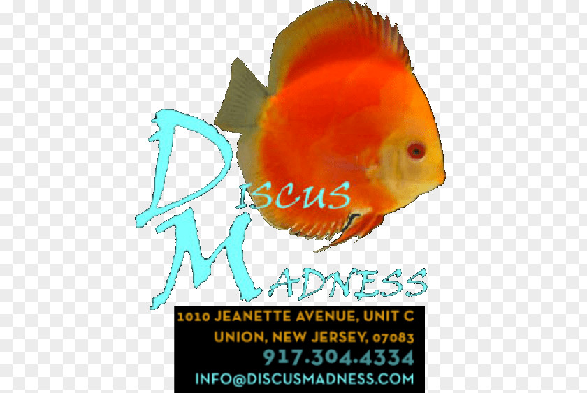 Aquarium Cabinets And Canopies Fish Discus Madness Logo Whatcha See Is Get PNG
