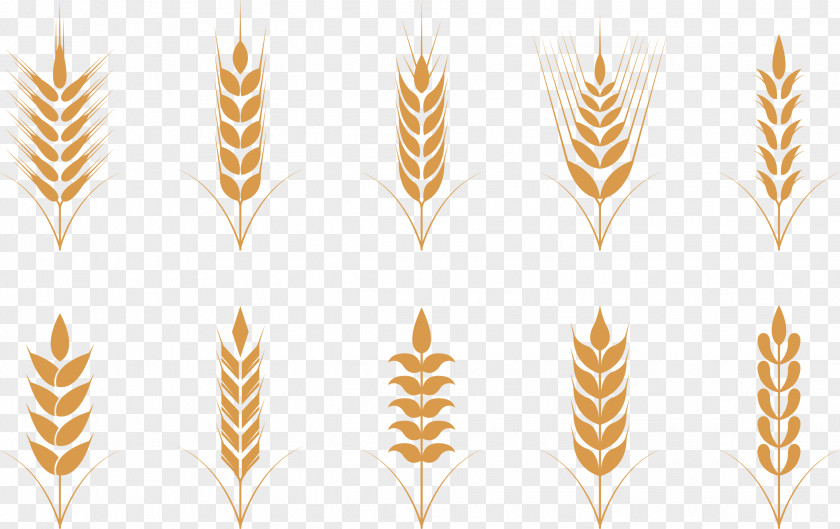 Golden Rice Ear Wheat Oat Icon PNG