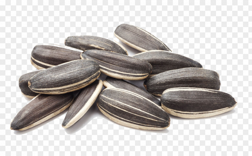 Sunflower Close-up Common Seed Nut PNG