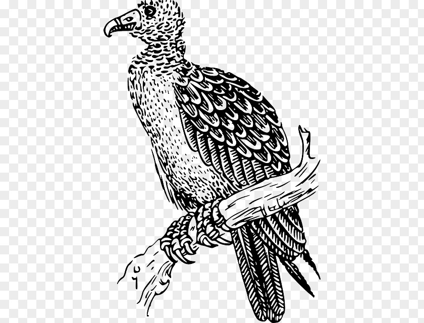 Vultur Gryphus Clip Art Download Image PNG
