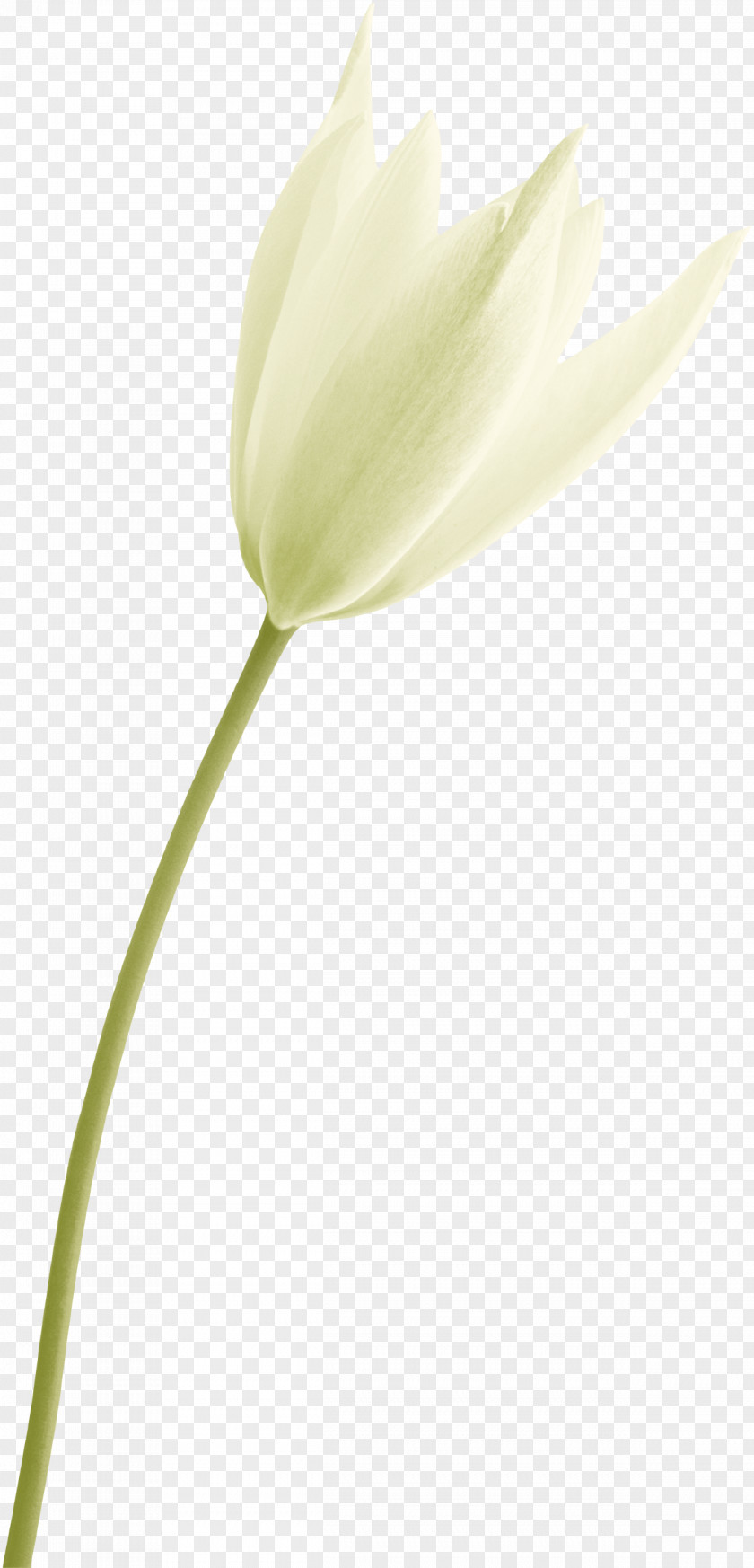 A White Lily Tulip Plant Stem Bud Close-up Petal PNG