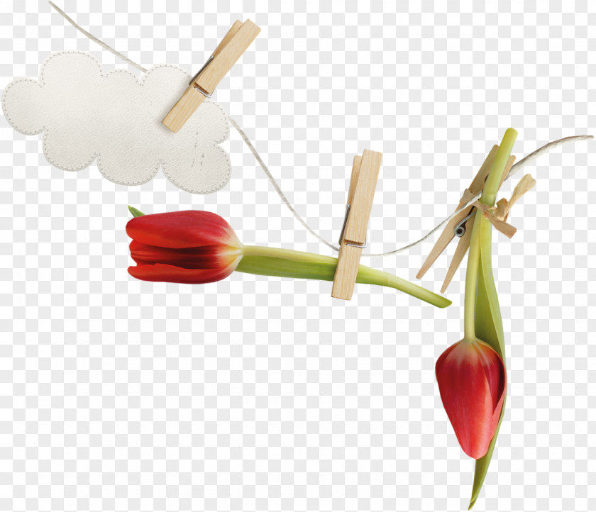 Tulip Flower Photography Blume PNG