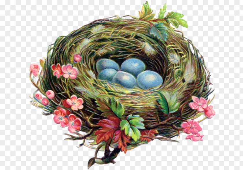 Bird Nest American Robin Egg PNG