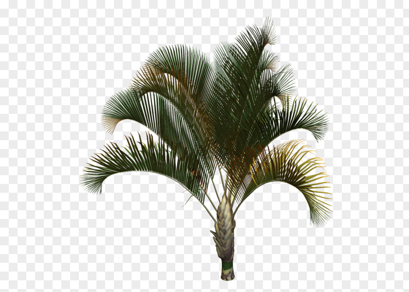 Coconut Asian Palmyra Palm Babassu Date Trees PNG