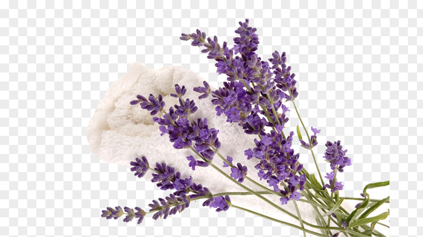 English Lavender Humidifier French Exfoliation Diffusion PNG