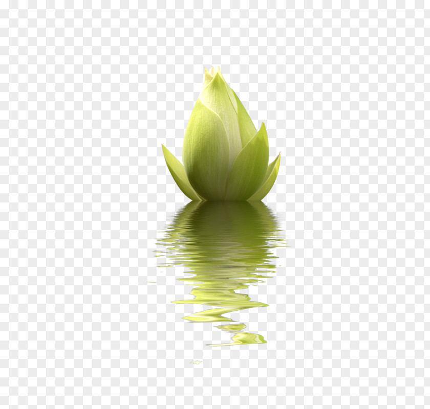 Flower Nelumbo Nucifera Desktop Wallpaper PNG