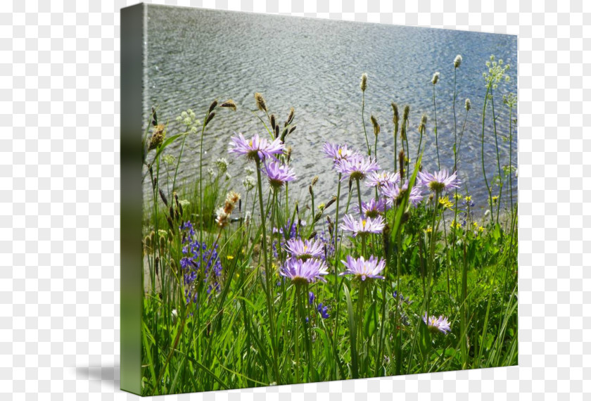 Gallery Wrap Canvas Photography Art Grasses PNG