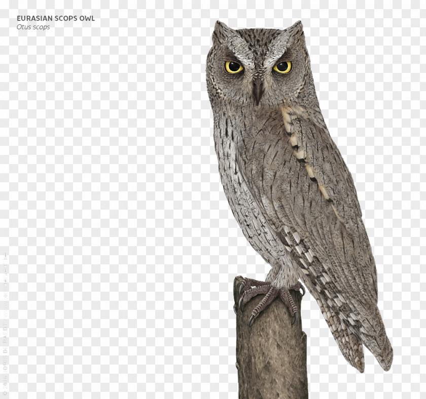 Grey Owl Great PNG