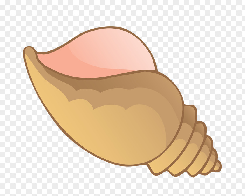 Hand-painted Conch Seashell Clip Art PNG