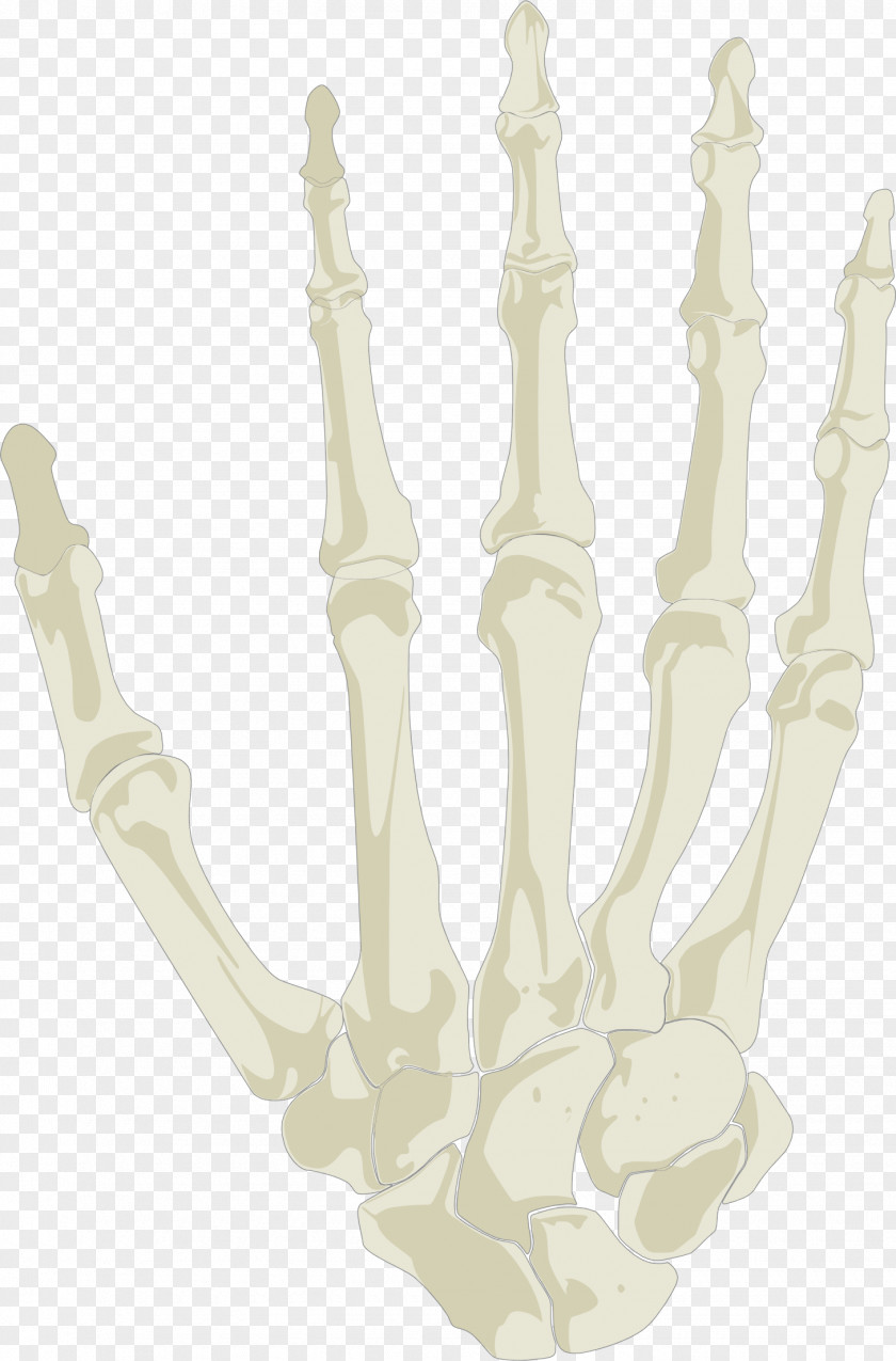Hand Skeleton Clip Art Image PNG