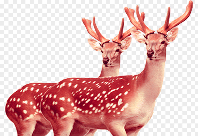 HD Red Deer Landscape Formosan Sika Tiger PNG