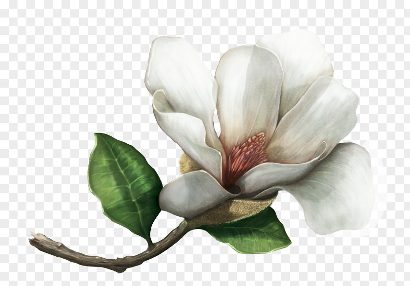 Indoor Plants Southern Magnolia Colombiana Mahechae Species Magnoliids PNG