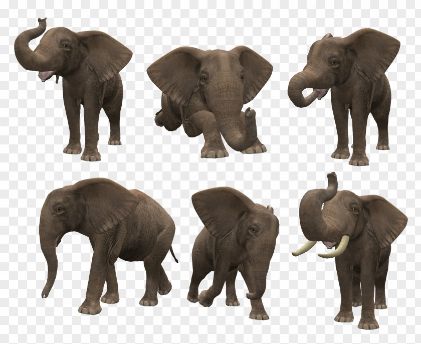 Rhinoceros Asian Elephant African Bush Clip Art PNG