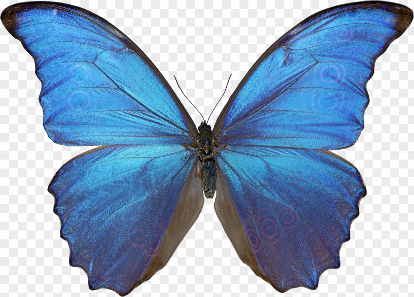 Butterfly Image Morpho Menelaus Wing Morphinae Insect PNG