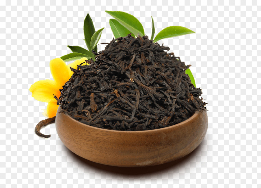 Cha Dianhong Nilgiri Tea Oolong Plant PNG