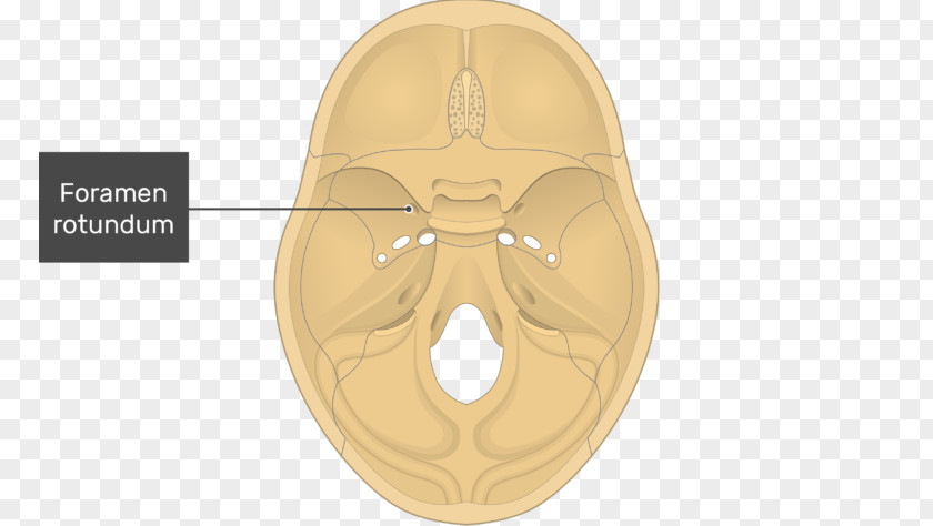 Skull Ethmoid Bone Foramen Rotundum Ovale Tuberculum Sellae Sphenoid PNG