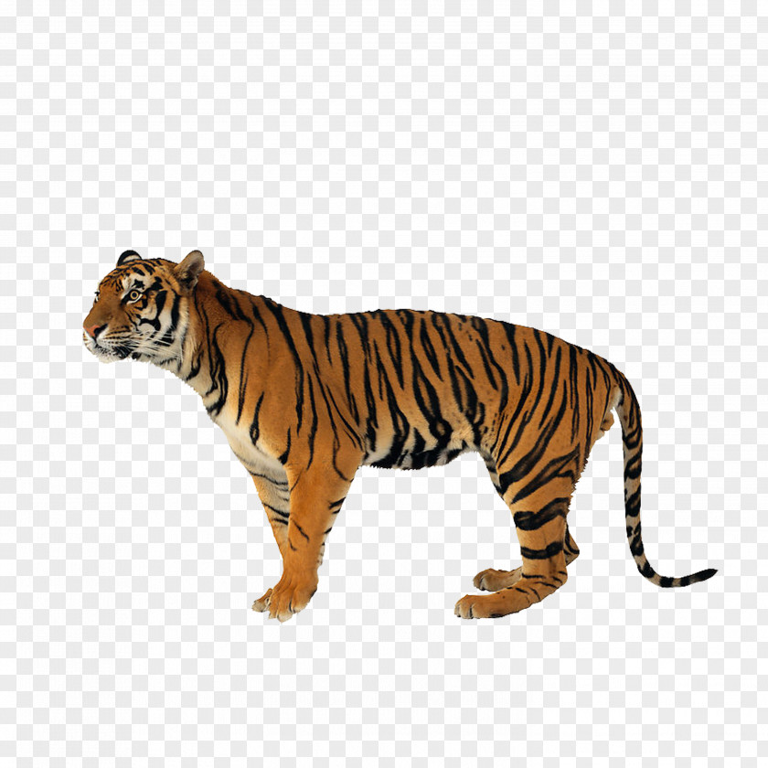 Tiger Lion Jaguar Never Scratch A With Short Stick Siberian Bengal PNG