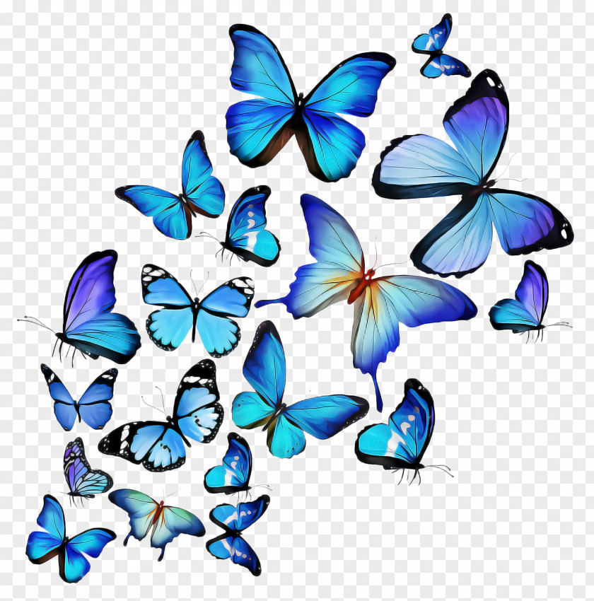 Butterfly Moths And Butterflies Insect Pollinator PNG