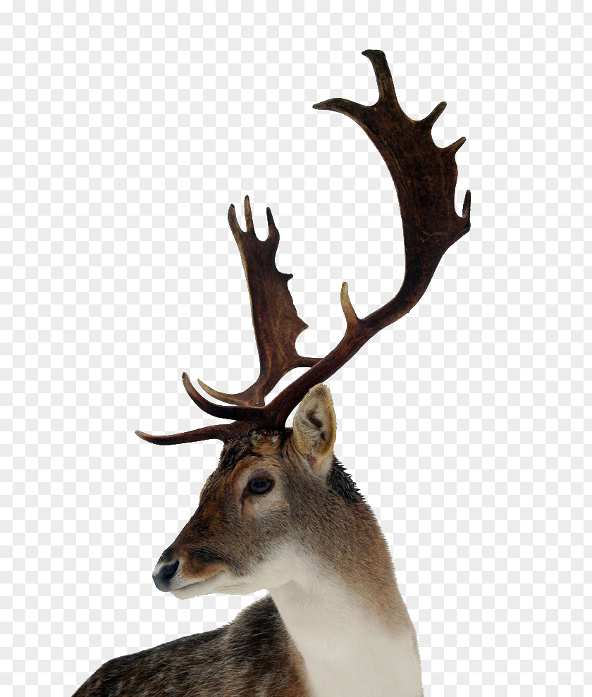 Deer James Potter Harry Lily Evans Sirius Black Fleur Delacour PNG