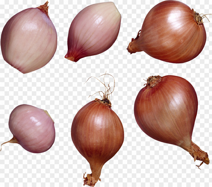 Garlic Shallot Vegetable Allium Chinense Flavor PNG