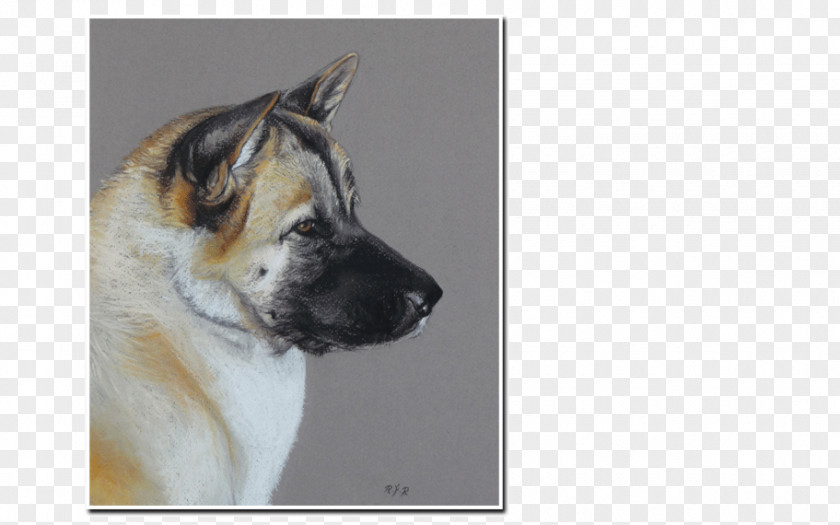 Labrador Watercolor Dog Breed Akita Snout PNG