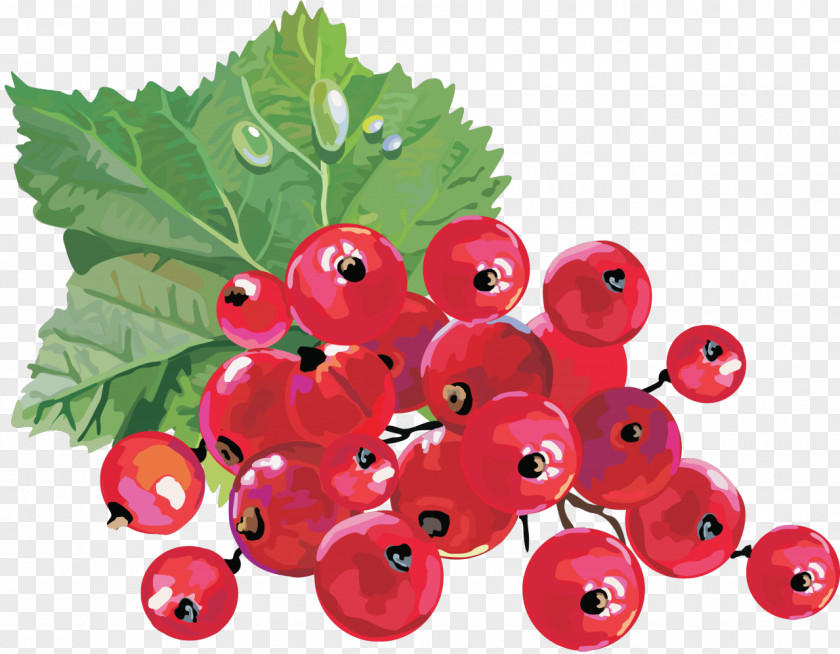 Sea Buckthorn Redcurrant Blackcurrant Gooseberry Clip Art PNG