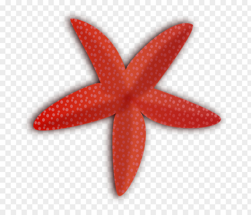 Starfish Invertebrate Drawing Clip Art PNG