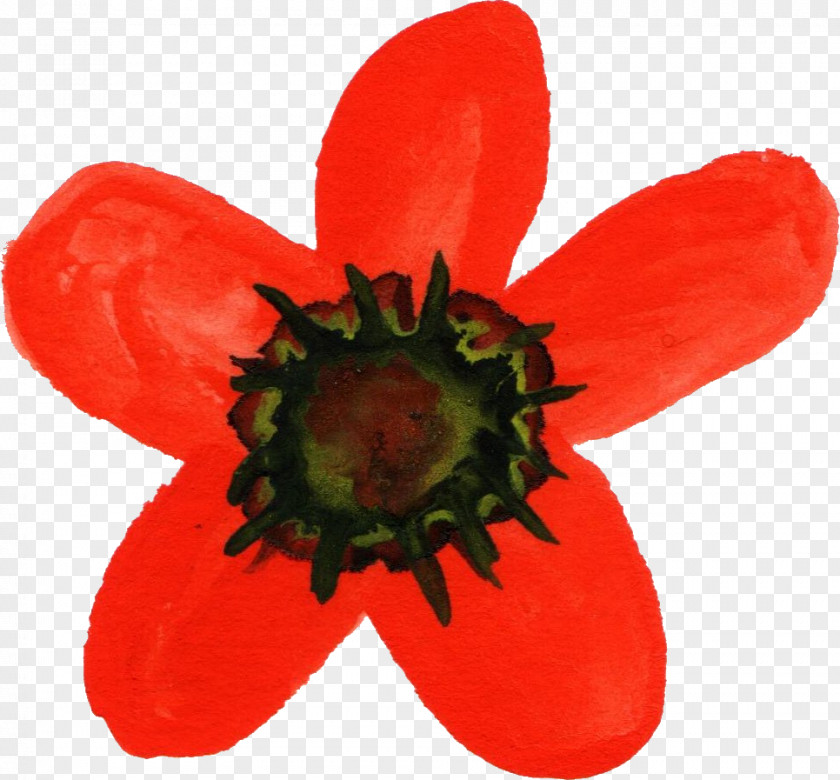 Watercolor Flower Watercolour Flowers Painting Poppy PNG