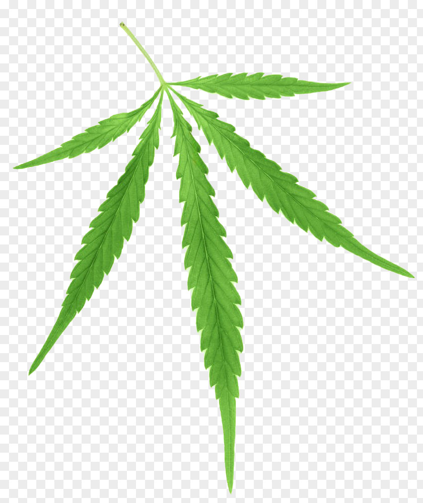 Cannabis Green Leaves Sativa Marijuana Ruderalis Hemp PNG