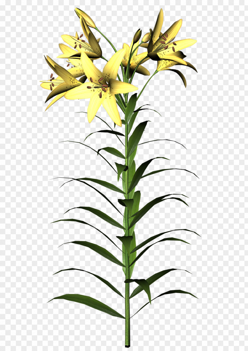 Flower Cut Flowers Flora Plant Stem PNG