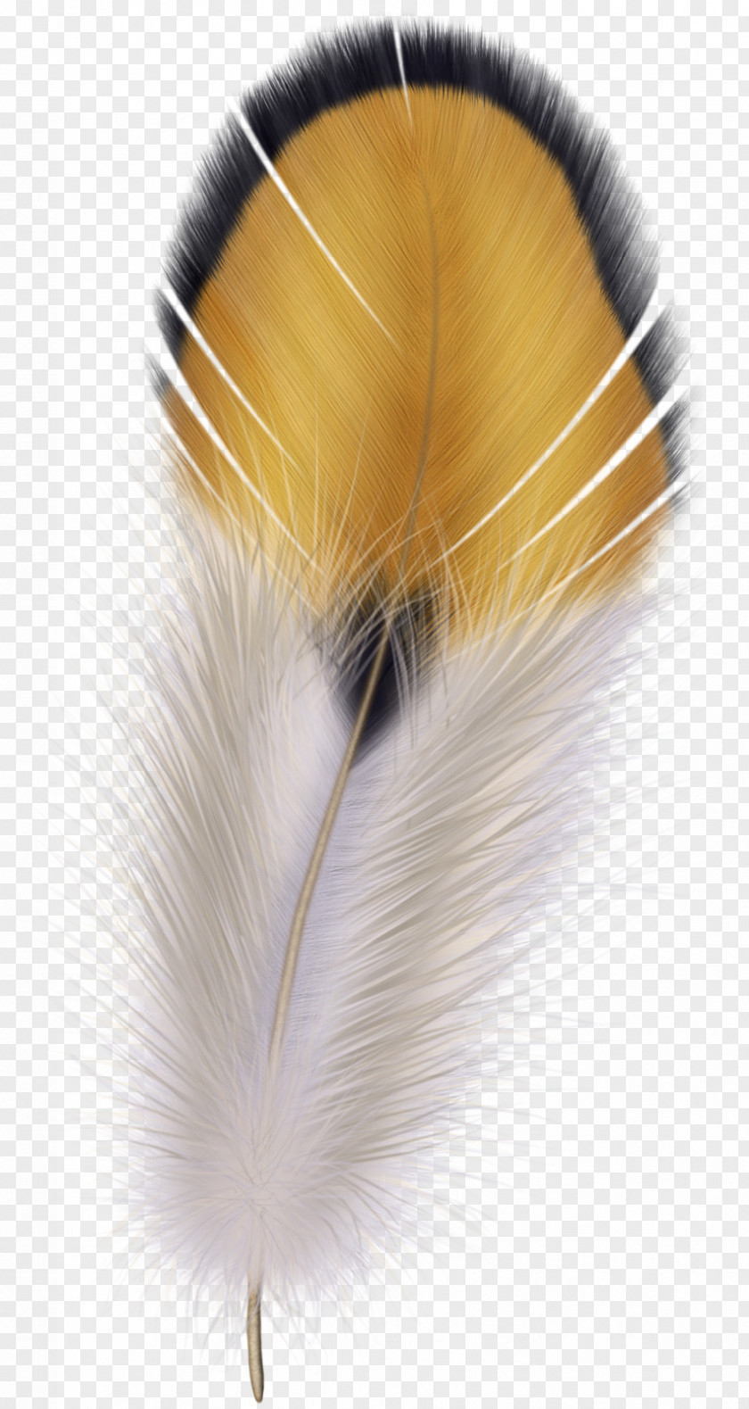 Peacock Bird Flight Feather Wing PNG