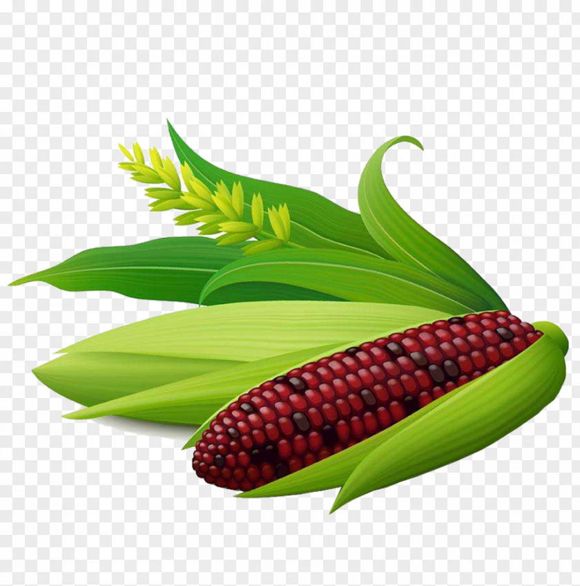 Waxy Corn, Fruit, Color Corn On The Cob Maize Sweet Corncob PNG