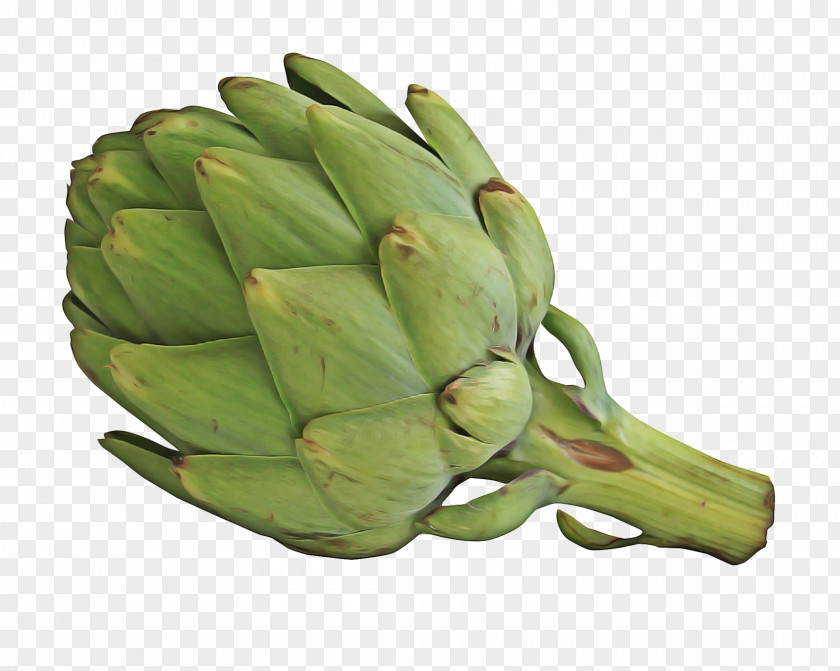 Artichoke Thistle Daisy Family Vegetable Cartoon PNG