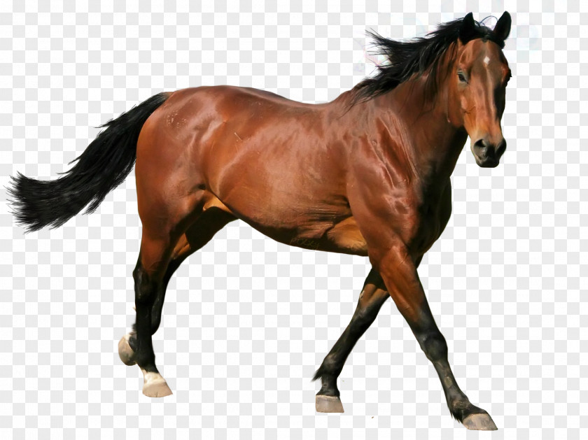 Horse Vector Picture Material,Running Stallion PNG