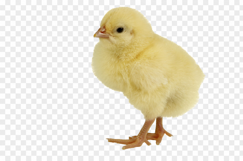 Single Baby Chicken Meat Duck Infant PNG